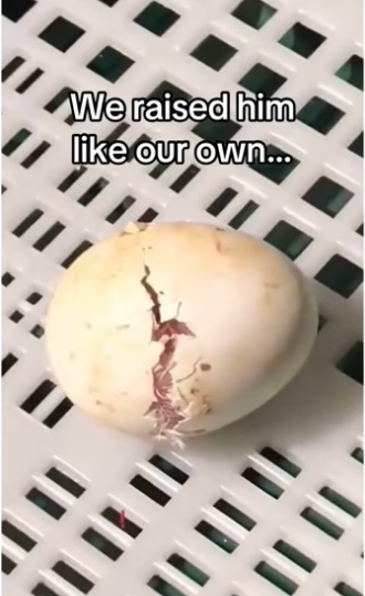 His mom came back #wholesome #animals _part2