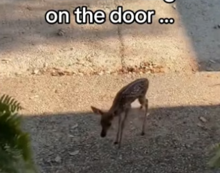 My cat saved a fawn #wholesome #animals _part2