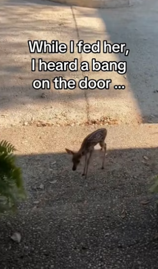 My cat saved a fawn #wholesome #animals _part2