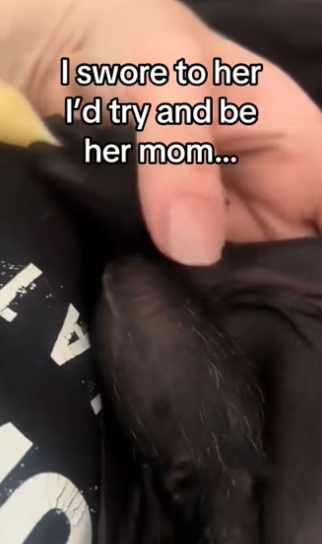 Saving baby bat #wholesome #animals _part2