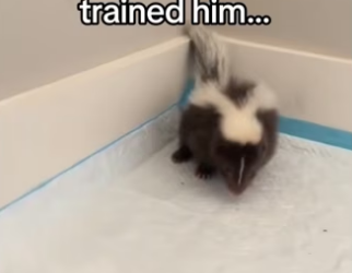 He just wanted someone like him.. #wholesome #animals _part2