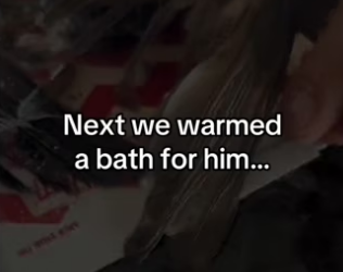 I saved a bird #wholesome #animals _part2