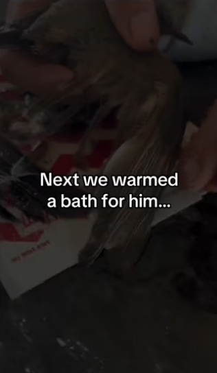 I saved a bird #wholesome #animals _part2