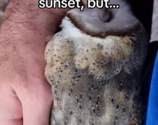 Lil owl made me work… #wholesome #animals _part2