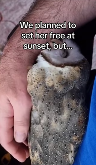 Lil owl made me work… #wholesome #animals _part2