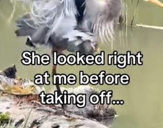 She knew I would help! #wholesome #animals _part2