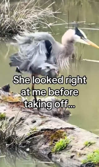 She knew I would help! #wholesome #animals _part2