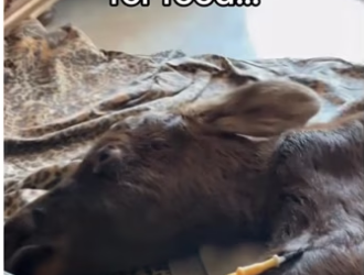 The scraps likely mean her mom sacrificed herself… #wholesome #animal…_part2