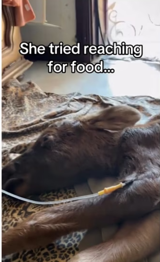 The scraps likely mean her mom sacrificed herself… #wholesome #animal…_part2