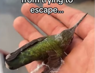 Birds are highly intelligent #wholesome #animals _part2