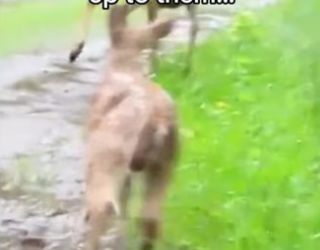 He chose to keep coming back #wholesome #animals _part2