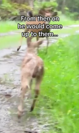 He chose to keep coming back #wholesome #animals _part2