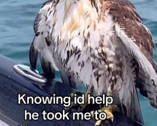 Now I see them daily #wholesome #animals _part2