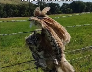 They did a feather transplant! #wholesome #animals _part2