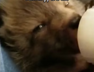 They played in the same grass I found her #wholesome #animals _part2