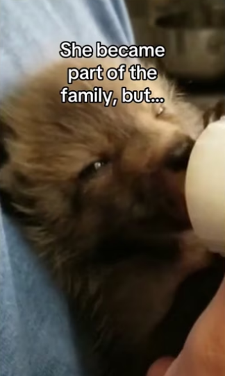 They played in the same grass I found her #wholesome #animals _part2