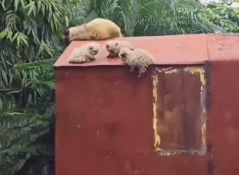 Rescue #rescueanimals #cat #kitten #animals #rescuecat #fyp