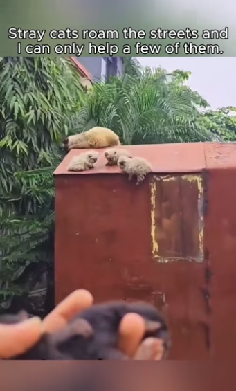 Rescue #rescueanimals #cat #kitten #animals #rescuecat #fyp