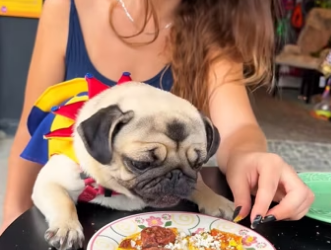 A stray puppy ​​strayed onto the highway. It was discovered and rescu…