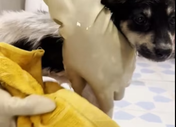 A tiny cry in the forest- the star of a new journey.#rescue #rescuean…