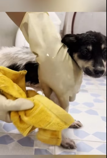 A tiny cry in the forest- the star of a new journey.#rescue #rescuean…