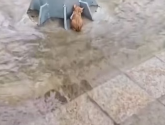 Rescue poor kitten. #rescue #rescueanimals #kitten #animals #fyp