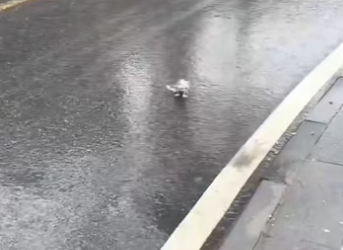 Everyone left it like that but I chose to stop and help it. #rescue #…