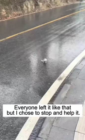 Everyone left it like that but I chose to stop and help it. #rescue #…