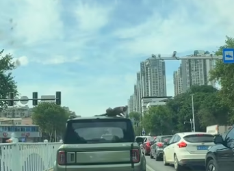 I took him to the hopital and then…… #rescue #rescueanimals #animals …