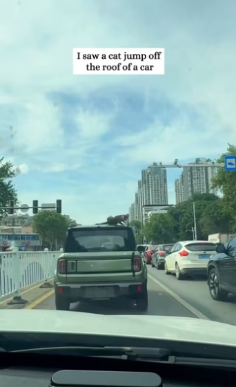 I took him to the hopital and then…… #rescue #rescueanimals #animals …