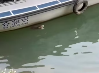 Kind family rescued puppy ��������❤️❤️❤️❤️❤️❤️❤️#rescue #rescueanimal…