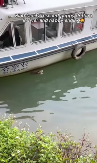 Kind family rescued puppy ��������❤️❤️❤️❤️❤️❤️❤️#rescue #rescueanimal…