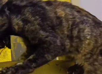 Mom cat always thinks I’m a bad person but I’m not, I want to help he…