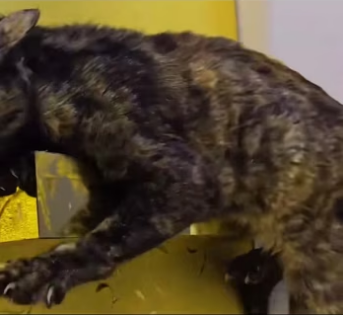 Mom cat always thinks I’m a bad person but I’m not, I want to help he…