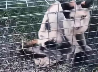 Over 1 hour trying to save the cat from the hunters’ trap….. #rescue …