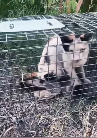 Over 1 hour trying to save the cat from the hunters’ trap….. #rescue …