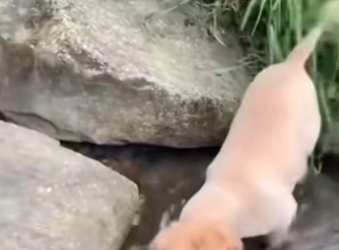 Poor kitten . #rescue #rescueanimals #animals #fyp #kitten #rescuekit…