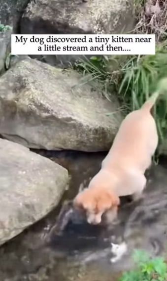 Poor kitten . #rescue #rescueanimals #animals #fyp #kitten #rescuekit…