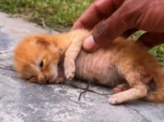 Poor kitten �����❤️❤️❤️❤️❤️❤️#rescue #rescueanimals #kitten #cat #ani…