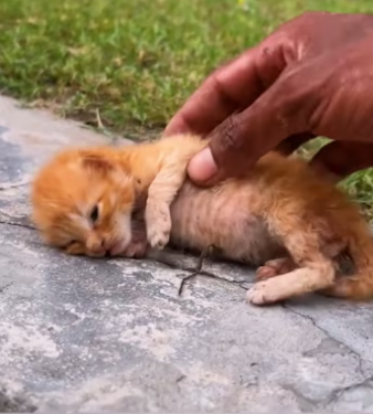 Poor kitten �����❤️❤️❤️❤️❤️❤️#rescue #rescueanimals #kitten #cat #ani…