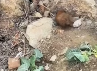 Poor puppy ❤️❤️❤️❤️❤️#rescue #rescueanimals #puppy #animals #dog #fyp