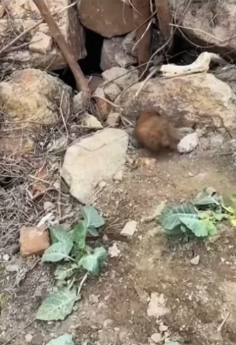 Poor puppy ❤️❤️❤️❤️❤️#rescue #rescueanimals #puppy #animals #dog #fyp