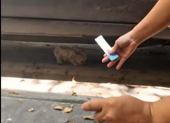 Poor puppy ❤️❤️❤️❤️❤️❤️❤️❤️❤️❤️❤️❤️#rescue #rescuedog #rescueanimals …