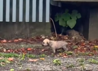 Poor puppy. #rescue #rescueanimals #animals #animalsoftiktok #rescuep…