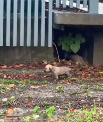 Poor puppy. #rescue #rescueanimals #animals #animalsoftiktok #rescuep…