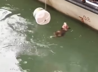 Poor puppy. #rescue #rescueanimals #animals #rescuepuppy #fyp #puppy