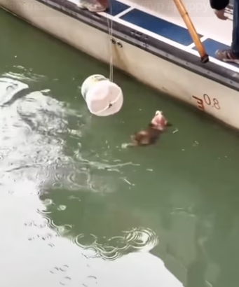 Poor puppy. #rescue #rescueanimals #animals #rescuepuppy #fyp #puppy