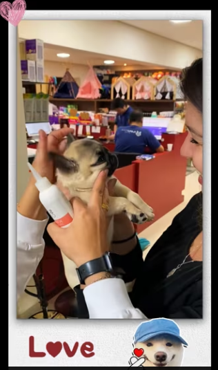 Stray puppy strayed onto highway. It was discovere_part2