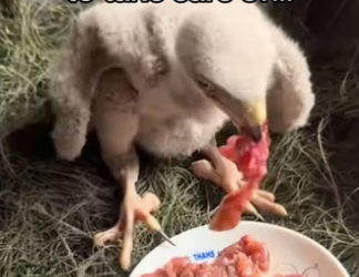 He remembered my son years later #wholesome #animals_part2