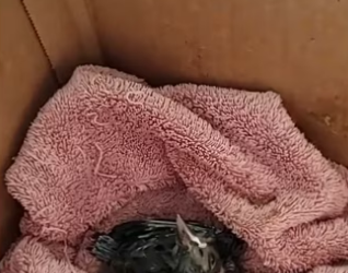 love Mother Nature #wholesome #animals_part2